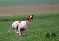 Pedigree TXERA DE LANDA-GORI Pedigree TXERA DE LANDA-GORI